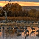 Sandhill Cranes at Sunrise